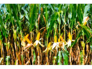 Property photo 3 - LAND AUCTION - 314+/- ACRES OFFERED IN 4 TRACTS IN WHITE COUNTY, INDIANA